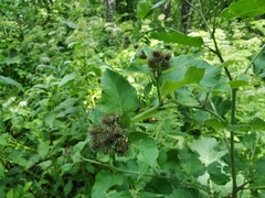 Arctium × neumanii