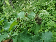 Arctium × neumanii