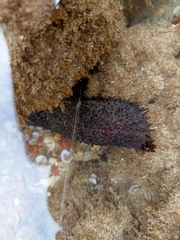 Holothuria leucospilota