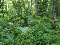 Arctium × neumanii
