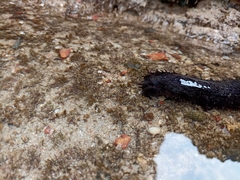 Holothuria leucospilota