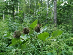 Arctium × neumanii