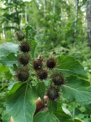 Arctium × neumanii