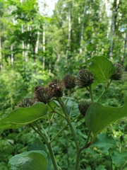 Arctium × neumanii