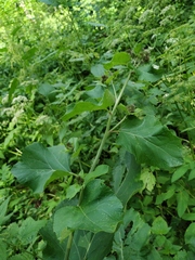 Arctium × neumanii