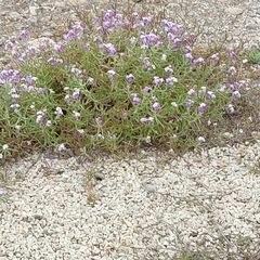 Matthiola tricuspidata