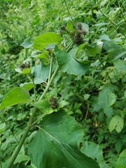 Arctium × neumanii