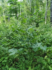 Arctium × neumanii
