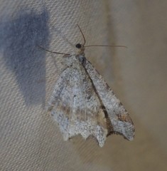 Macaria alternata