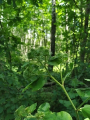 Arctium nemorosum