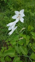 Paradisea liliastrum