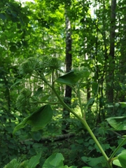 Arctium nemorosum