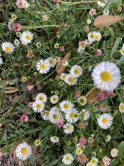 Erigeron karvinskianus