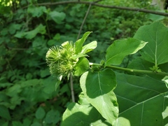 Arctium nemorosum