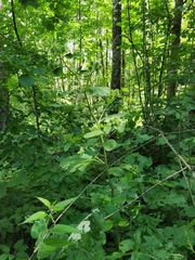 Arctium nemorosum