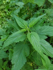 Urtica galeopsifolia