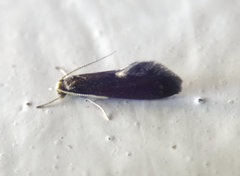 Psychoides filicivora