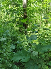 Arctium × neumanii