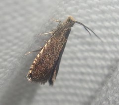 Pammene germmana