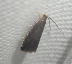Pammene germmana