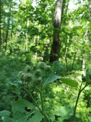 Arctium × neumanii