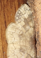 Epicosymbia nitidata