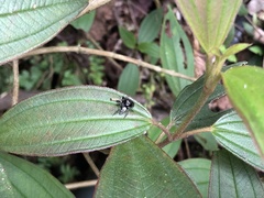 Ptocasius strupifer