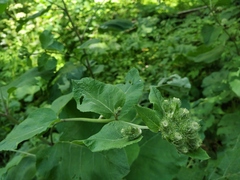Arctium × neumanii