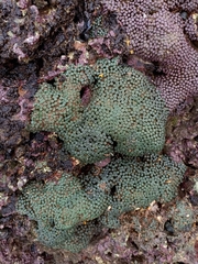 Zoanthus sansibaricus