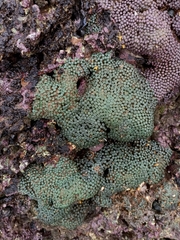 Zoanthus sansibaricus