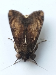 Ulotrichopus mesoleucus