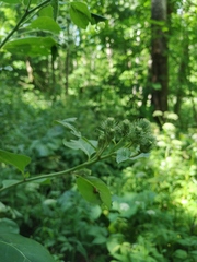 Arctium × neumanii