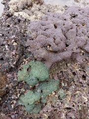 Zoanthus sansibaricus