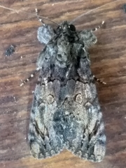 Ulotrichopus mesoleucus