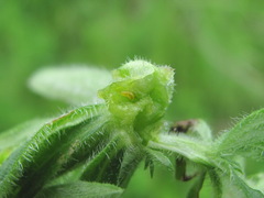 Geocrypta rostriformis