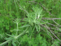 Geocrypta rostriformis