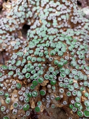 Zoanthus sansibaricus