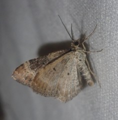 Xanthorhoe spadicearia