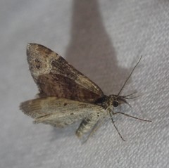 Xanthorhoe spadicearia