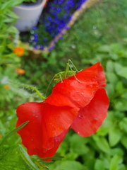 Tettigonia viridissima