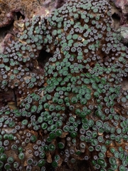 Zoanthus sansibaricus