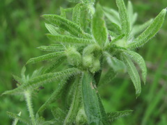 Geocrypta rostriformis
