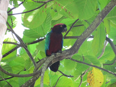 Prosopeia tabuensis