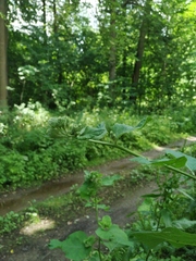 Arctium × neumanii