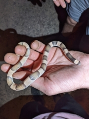 Phyllorhynchus browni