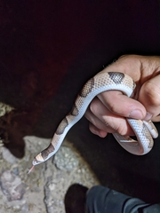 Phyllorhynchus browni