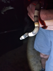 Phyllorhynchus browni