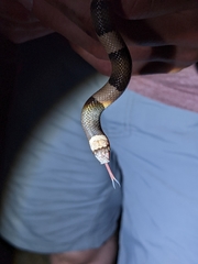 Phyllorhynchus browni