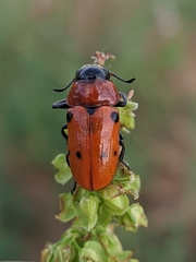 Tituboea sexmaculata