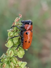 Tituboea sexmaculata